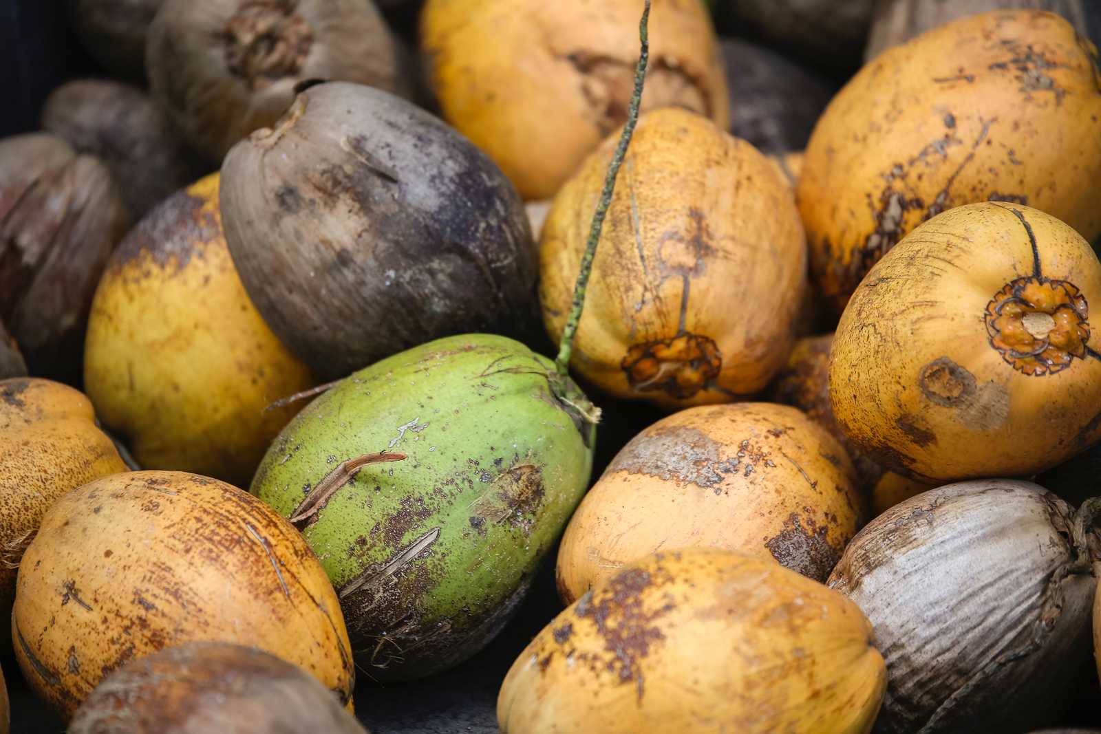 Coconuts at different maturity stage