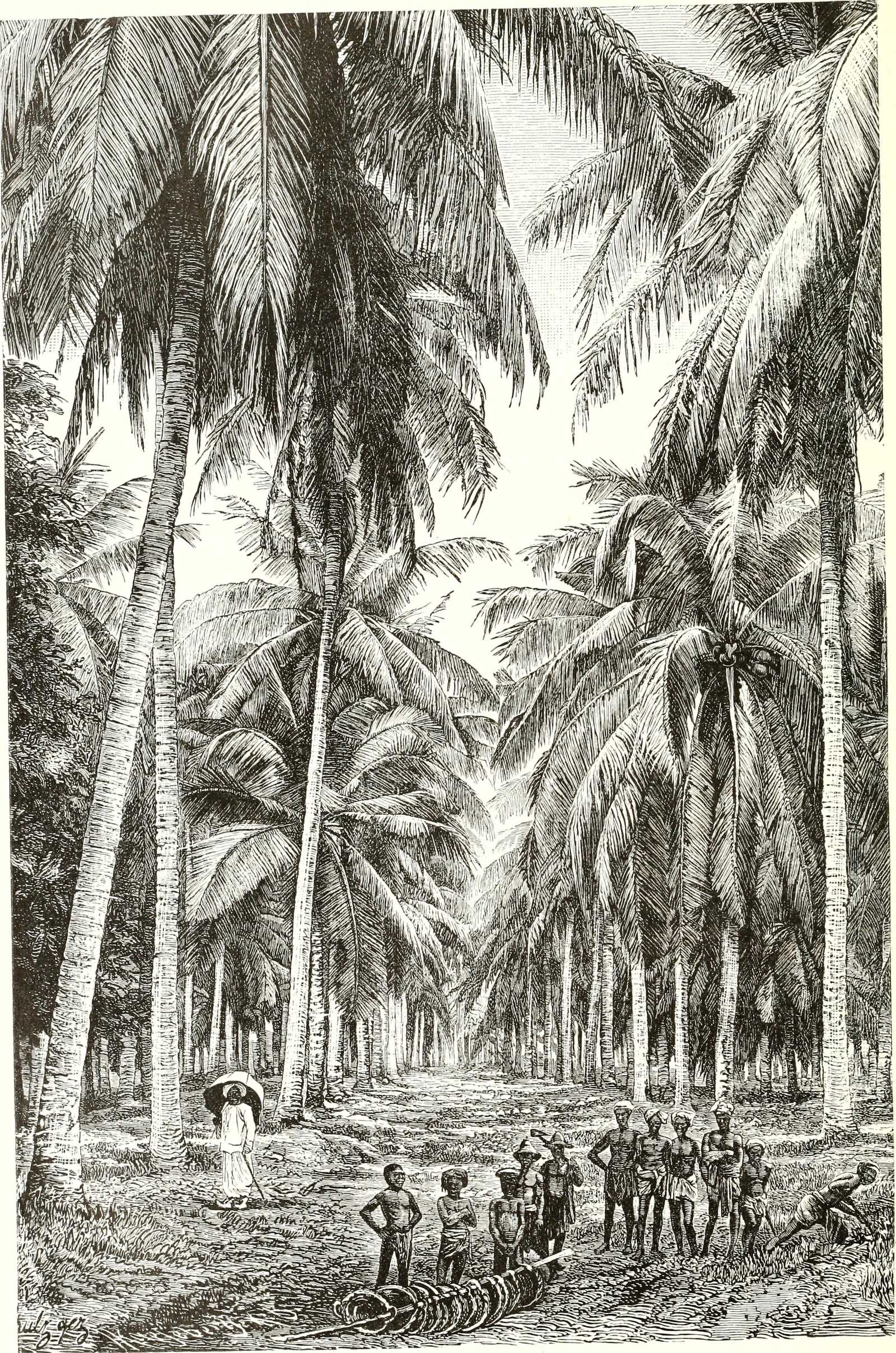 Coconut trees and indigenous people