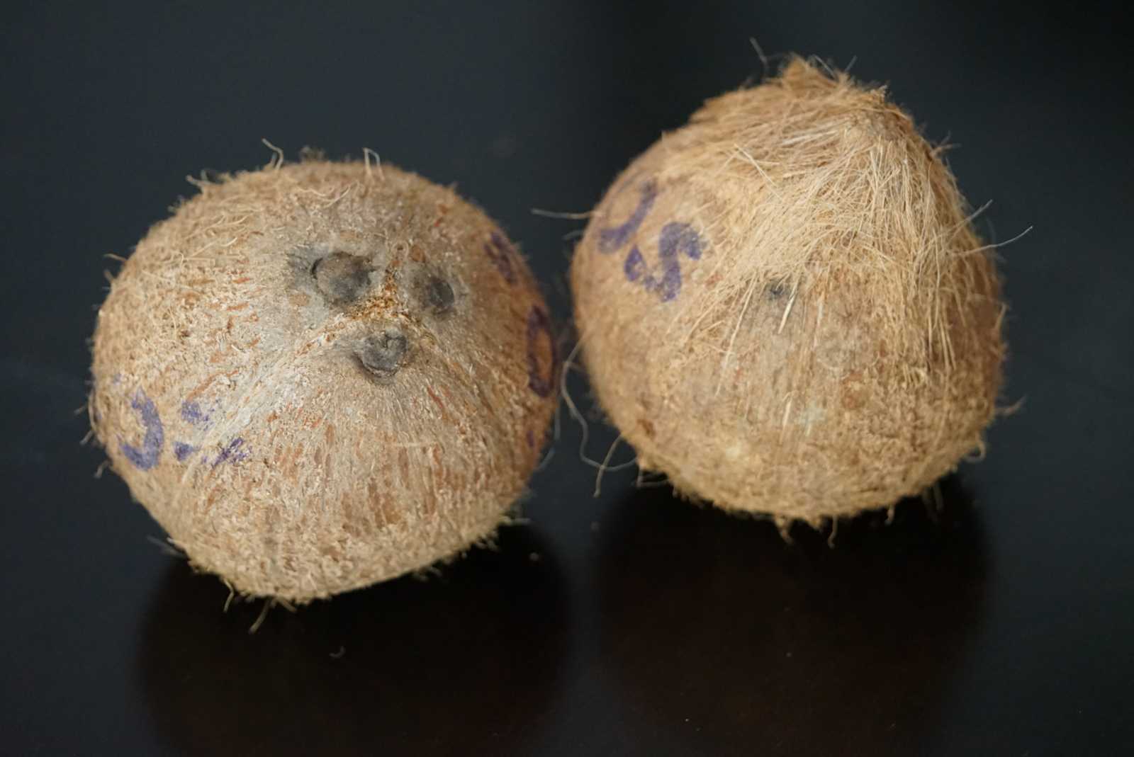 Coconuts with and without husk